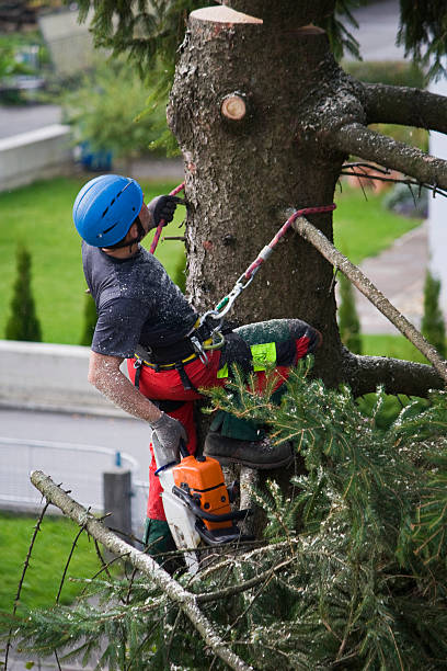 How Our Tree Care Process Works  in  Lawson Heights, PA